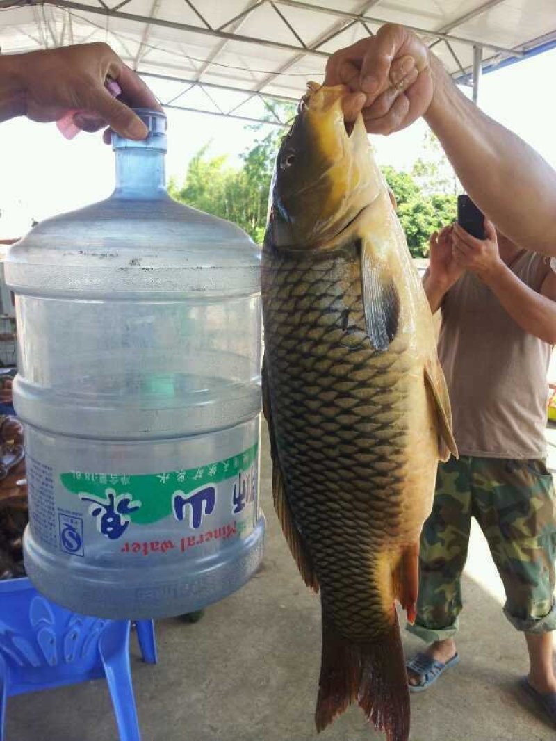 鲤鱼苗批发+快大鲤鱼苗+基地直供+技术指导+鲤鱼苗放生