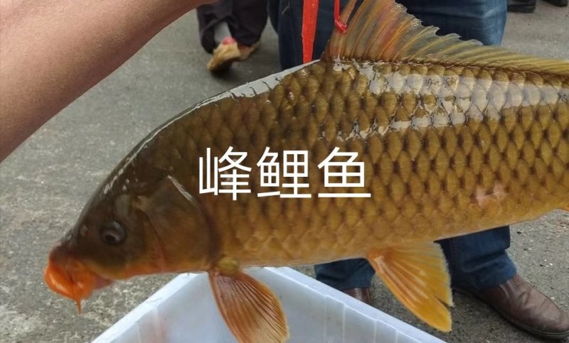 鲤鱼苗批发+快大鲤鱼苗+基地直供+技术指导+鲤鱼苗放生