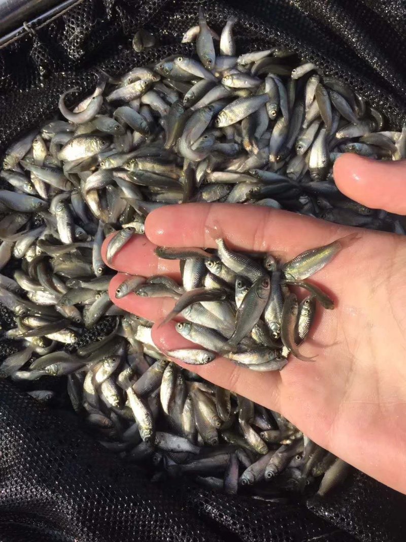 鲤鱼苗批发+快大鲤鱼苗+基地直供+技术指导+鲤鱼苗放生