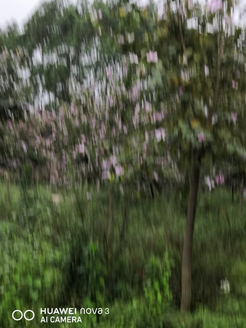 宫粉洋紫荆，地苗，10到18公分