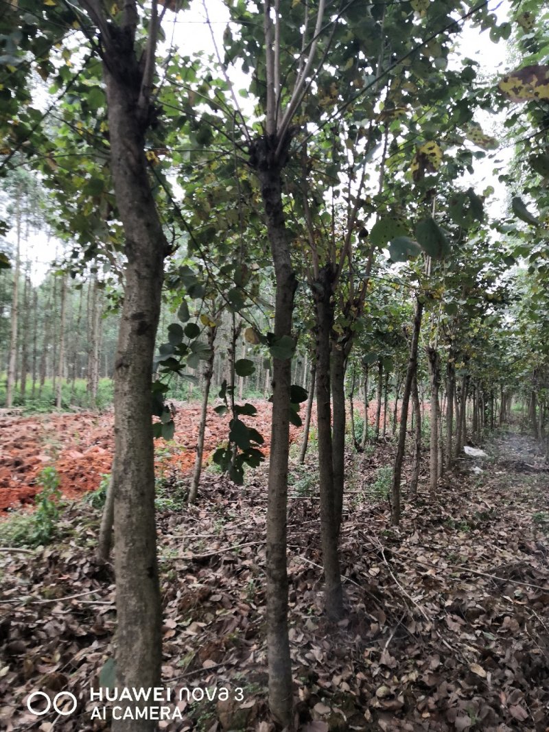 宫粉洋紫荆，地苗，10到18公分