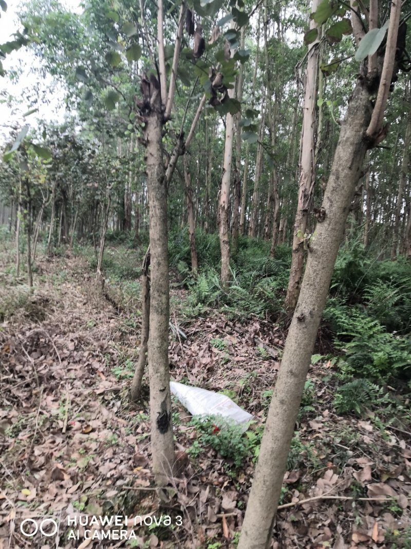 宫粉洋紫荆，地苗，10到18公分