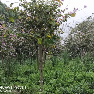 宫粉洋紫荆，地苗，10到18公分
