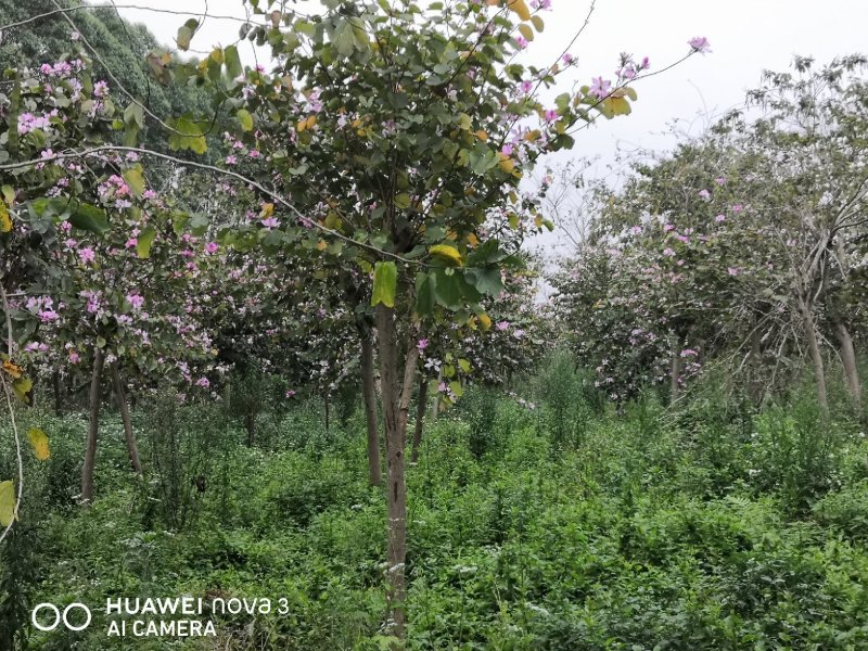 宫粉洋紫荆，地苗，10到18公分