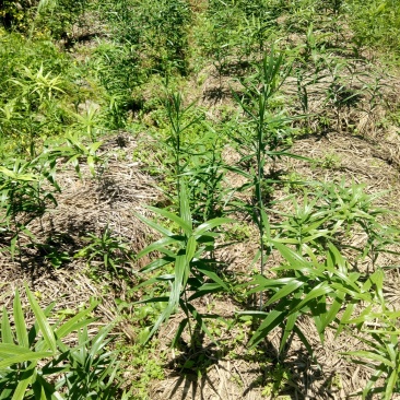 黄精种苗