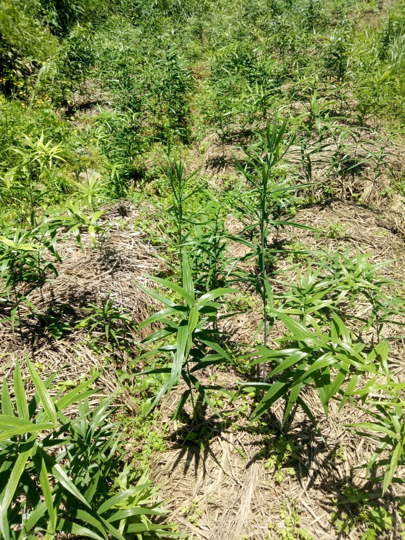 黄精种苗