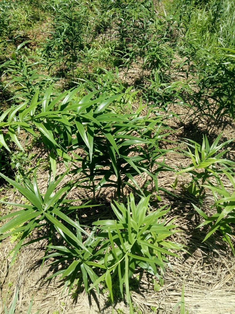 黄精种苗