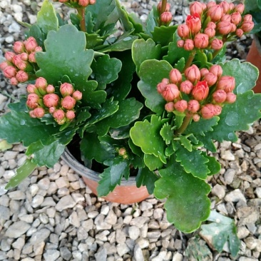 大量出售长寿花