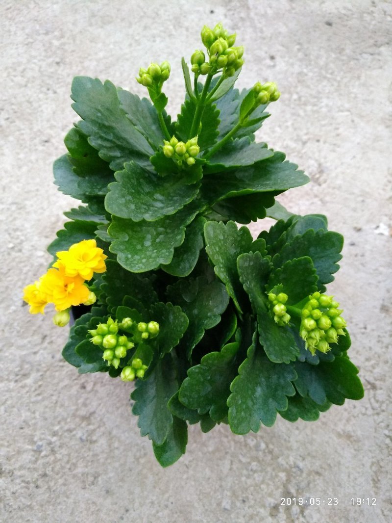 大量出售长寿花
