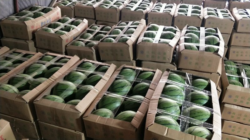 蒋氏精品早春红玉西瓜甘美4K口感甘甜欢迎长期合作！