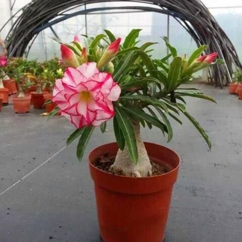重瓣沙漠玫瑰花苗四季开花室内办公绿植花卉盆栽多肉植物