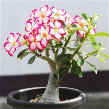 重瓣沙漠玫瑰花苗四季开花室内办公绿植花卉盆栽多肉植物