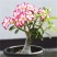 重瓣沙漠玫瑰花苗四季开花室内办公绿植花卉盆栽多肉植物