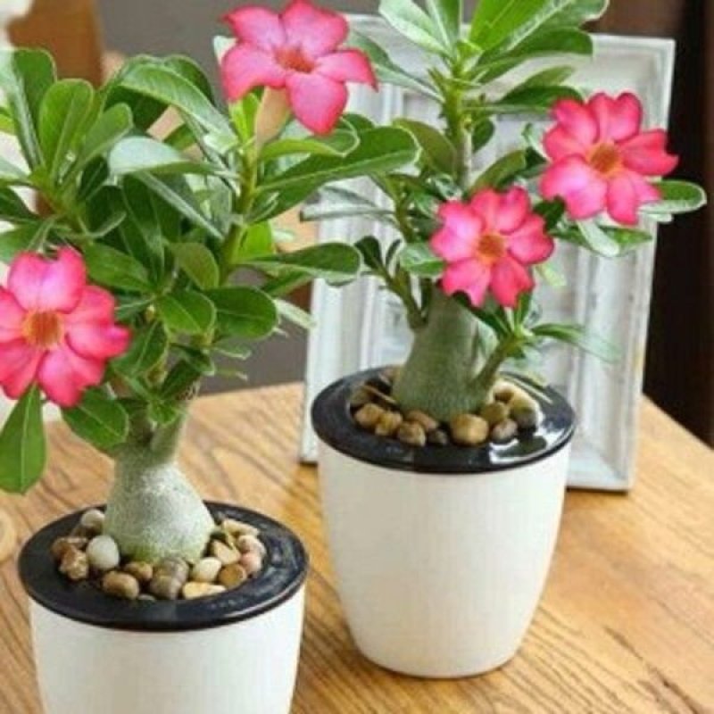 重瓣沙漠玫瑰花苗四季开花室内办公绿植花卉盆栽多肉植物