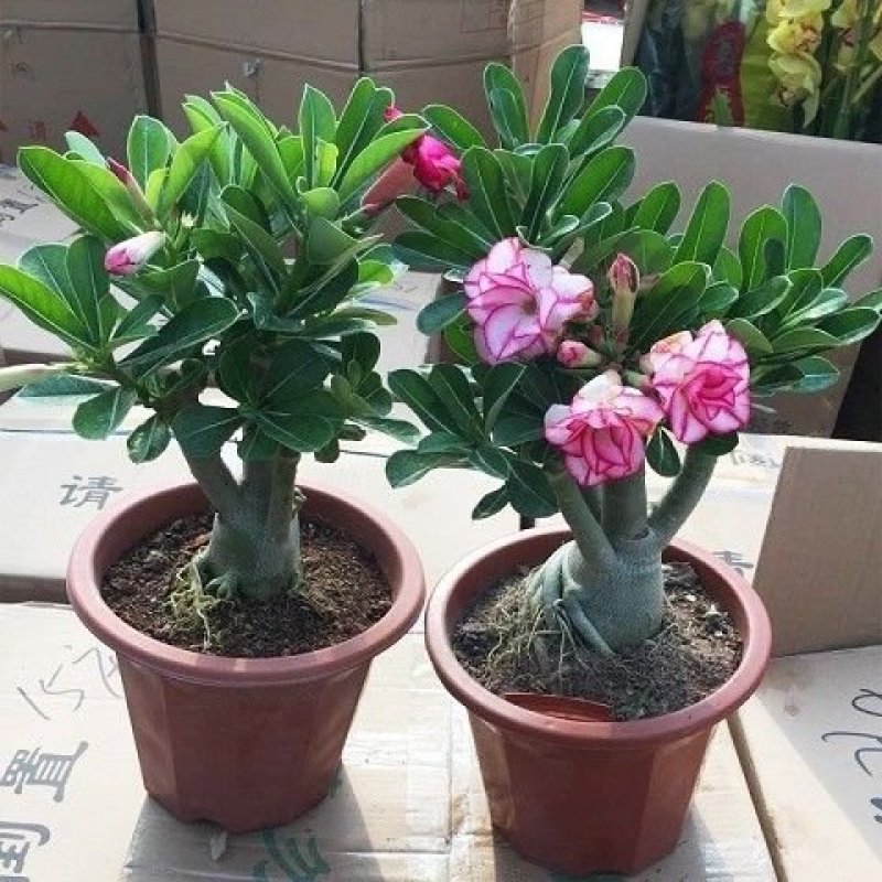 重瓣沙漠玫瑰花苗四季开花室内办公绿植花卉盆栽多肉植物