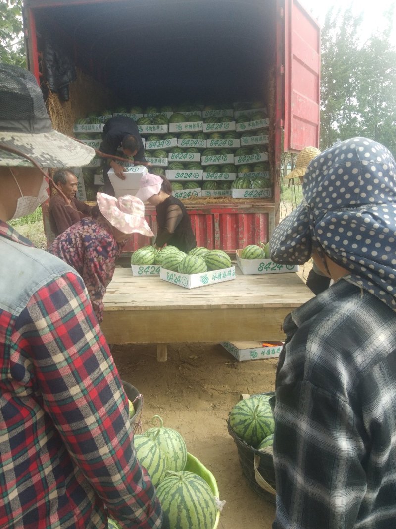 江苏早佳西瓜直升苗6到10斤西瓜大量上市中量大从优