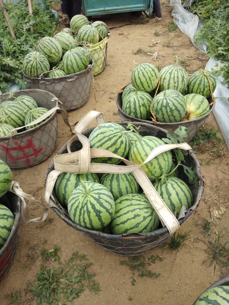 【精品瓜】江苏徐州8424西瓜产业园区大量上市中