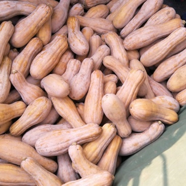 金韩蜜本南瓜5斤以上长条形颜色红！面甜肉红！