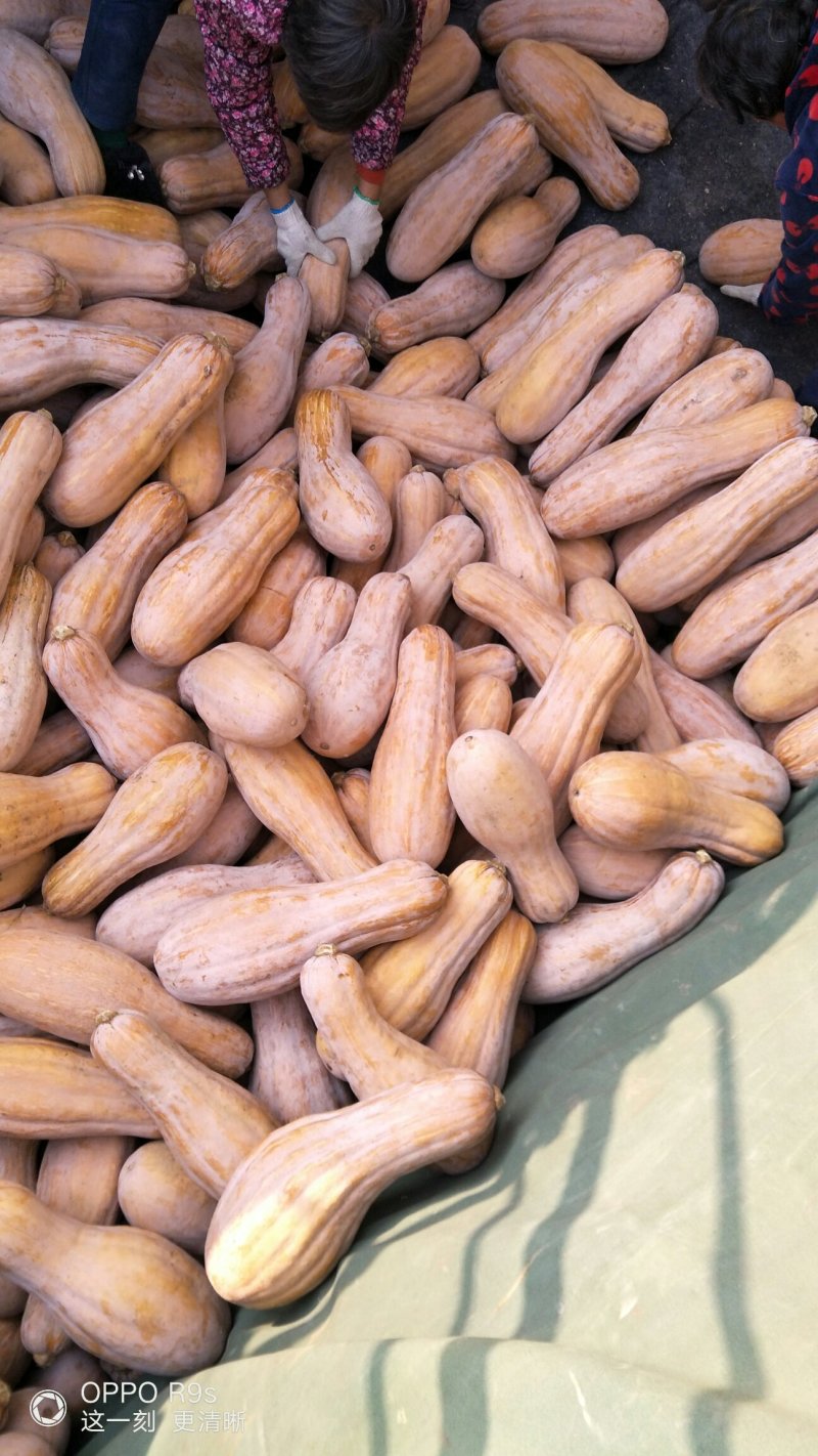 金韩蜜本南瓜5斤以上长条形颜色红！面甜肉红！