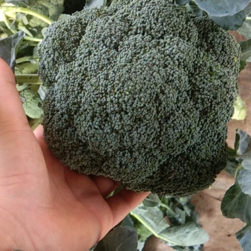 炎秀西蓝花基地种植面积大质量可以，优秀西蓝花