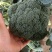 炎秀西蓝花基地种植面积大质量可以，优秀西蓝花