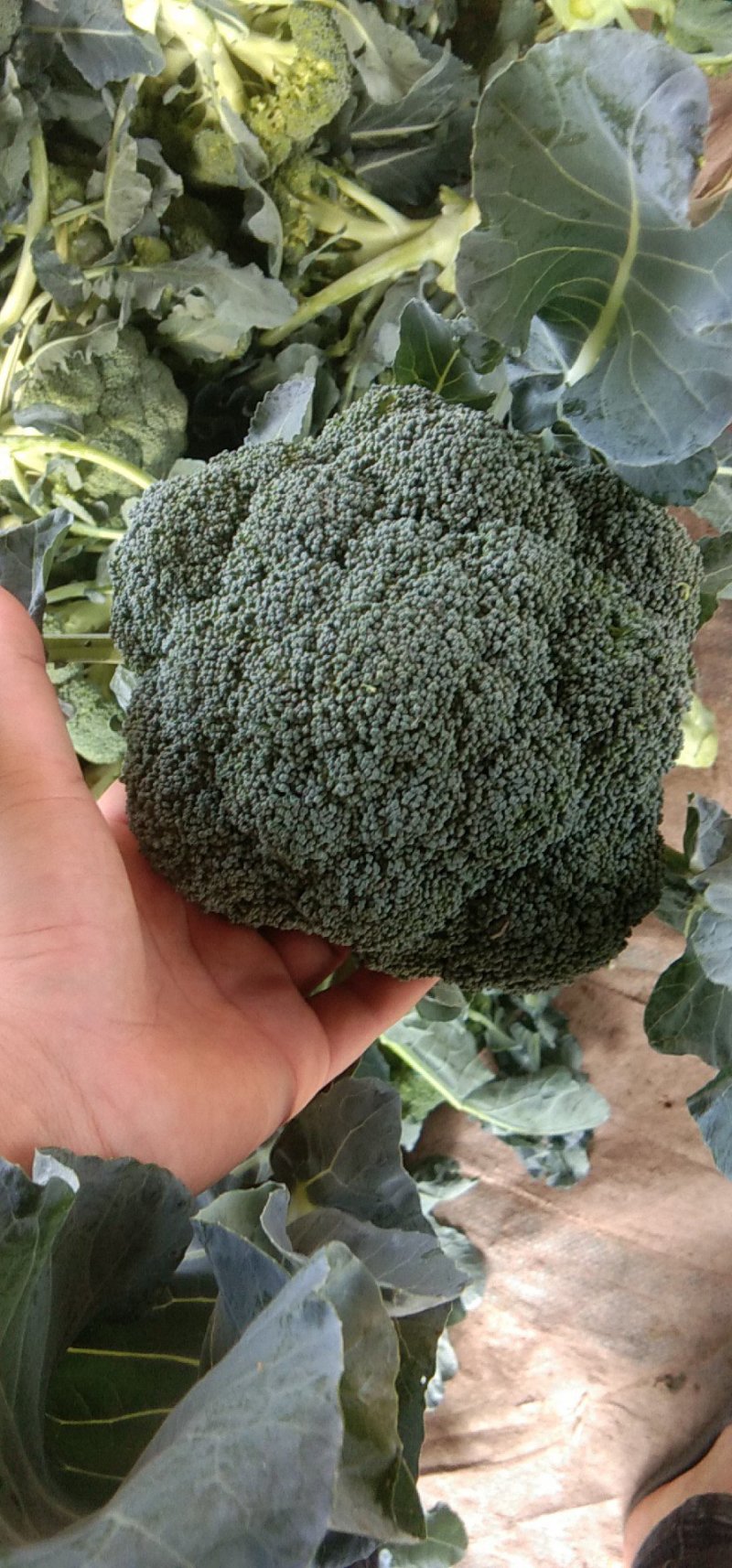 炎秀西蓝花基地种植面积大质量可以，优秀西蓝花