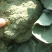 炎秀西蓝花基地种植面积大质量可以，优秀西蓝花
