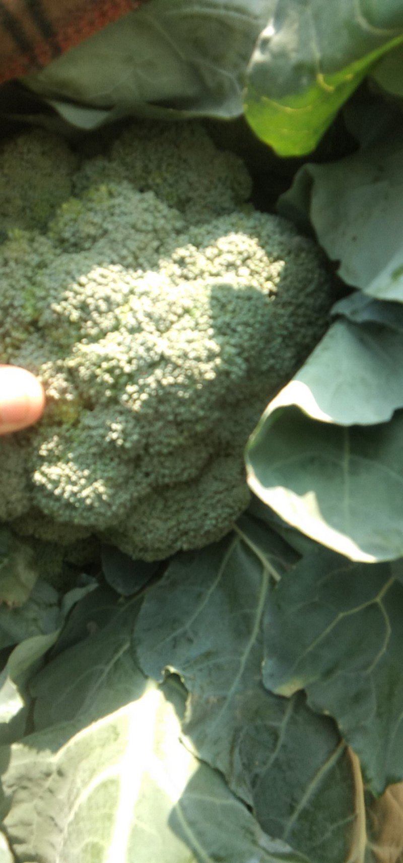 炎秀西蓝花基地种植面积大质量可以，优秀西蓝花