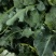 炎秀西蓝花基地种植面积大质量可以，优秀西蓝花