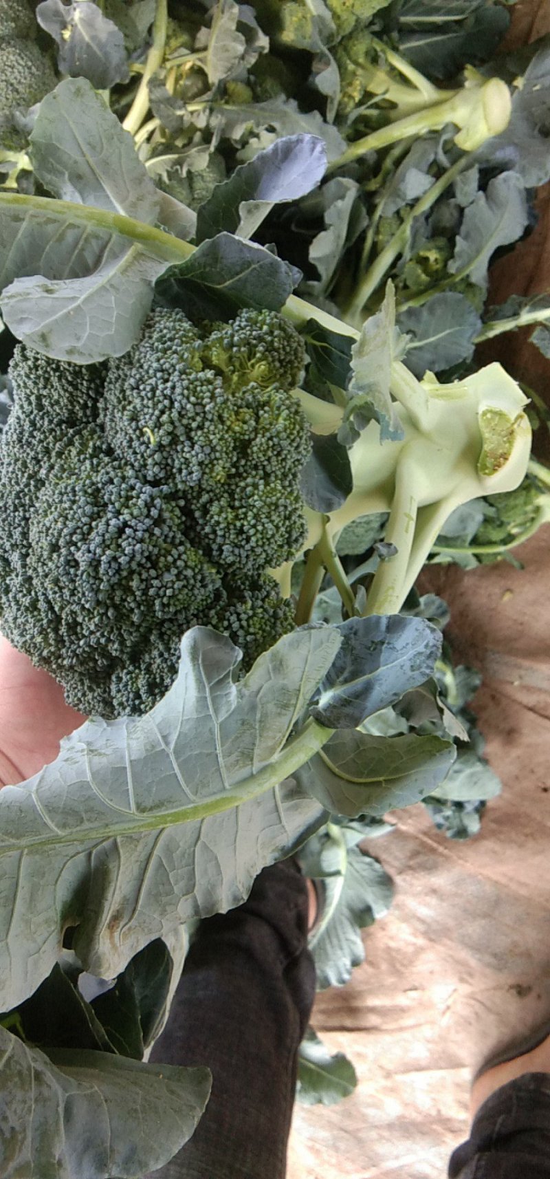 炎秀西蓝花基地种植面积大质量可以，优秀西蓝花