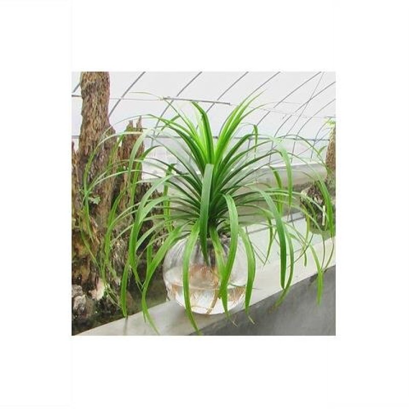 酒瓶兰小盆栽高室内常绿植物净化空气象腿树花卉盆栽