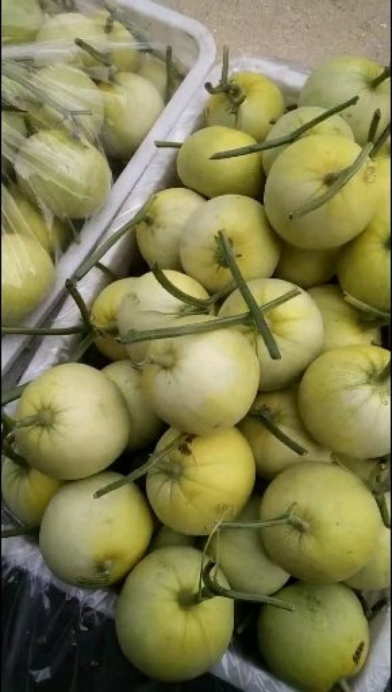 莱西吊瓜