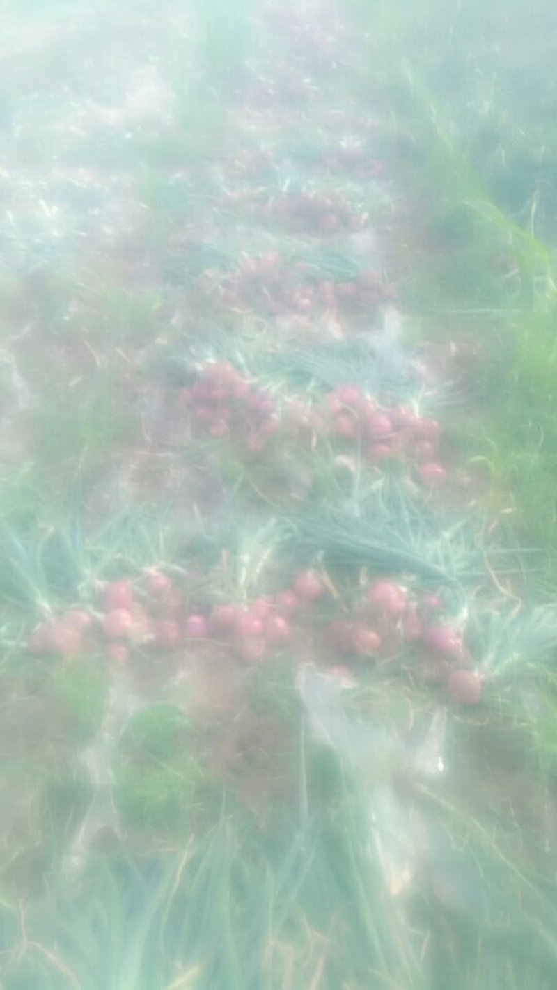洋葱