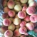 山西省运城市夏县陆地红白粉毛桃，口感脆甜