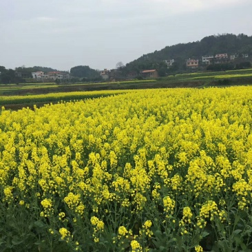 正宗土蜂蜜，