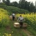 正宗土蜂蜜，
