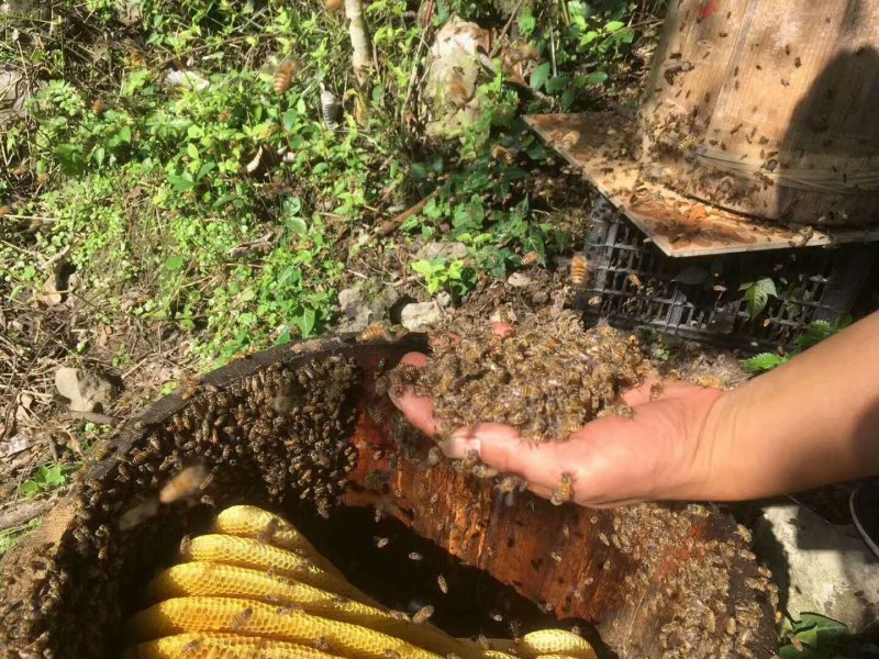 正宗高山纯蜂蜜
