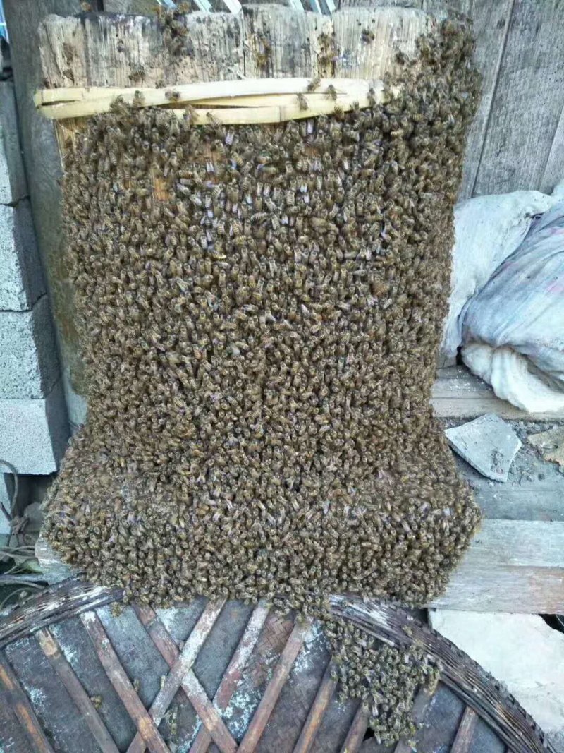 正宗高山纯蜂蜜