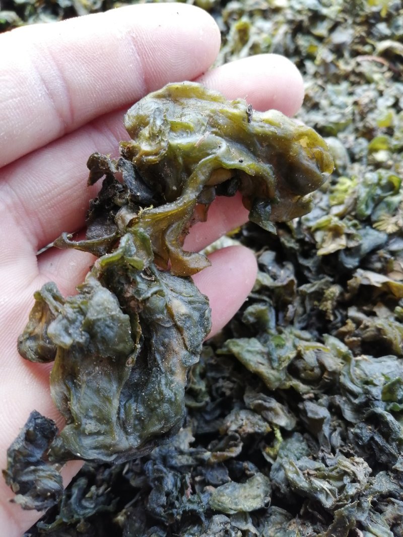 地皮菜，地软