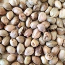 火麻仁新货火麻仁过筛干净无杂质大货批发零售