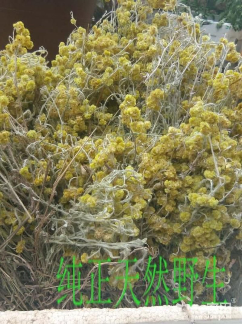 鼠曲草(又名暖菇草，青明草)