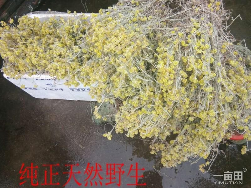 鼠曲草(又名暖菇草，青明草)