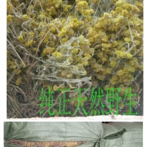 鼠曲草(又名暖菇草，青明草)