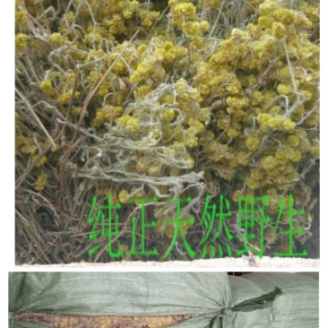 鼠曲草(又名暖菇草，青明草)
