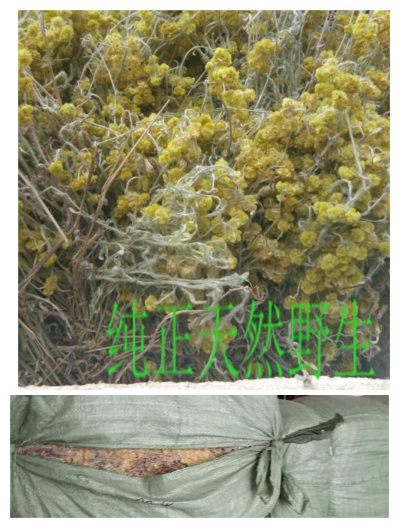 鼠曲草(又名暖菇草，青明草)