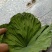 鼠曲草(又名暖菇草，青明草)