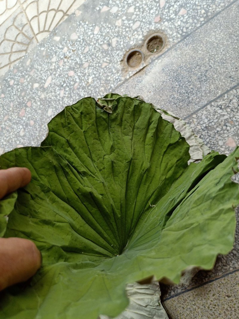 鼠曲草(又名暖菇草，青明草)