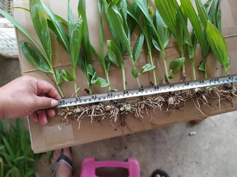 白芨苗(紫花三叉白芨)