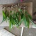 白芨苗(紫花三叉白芨)