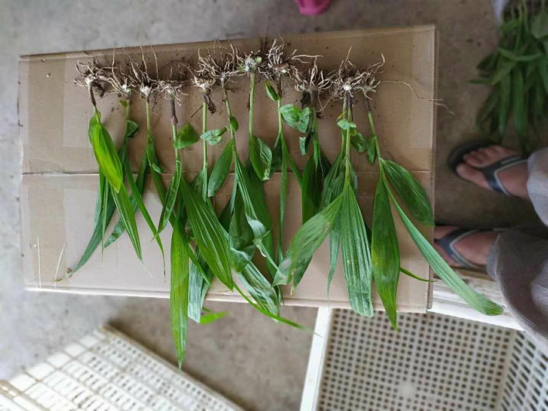 白芨苗(紫花三叉白芨)
